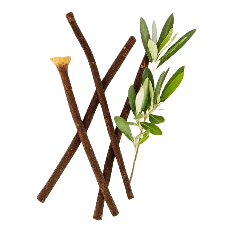 Traditional Islamic miswak herbal chewing sticks with fresh green olive branch leaves transparent ba best-olive-miswak-organic-stick